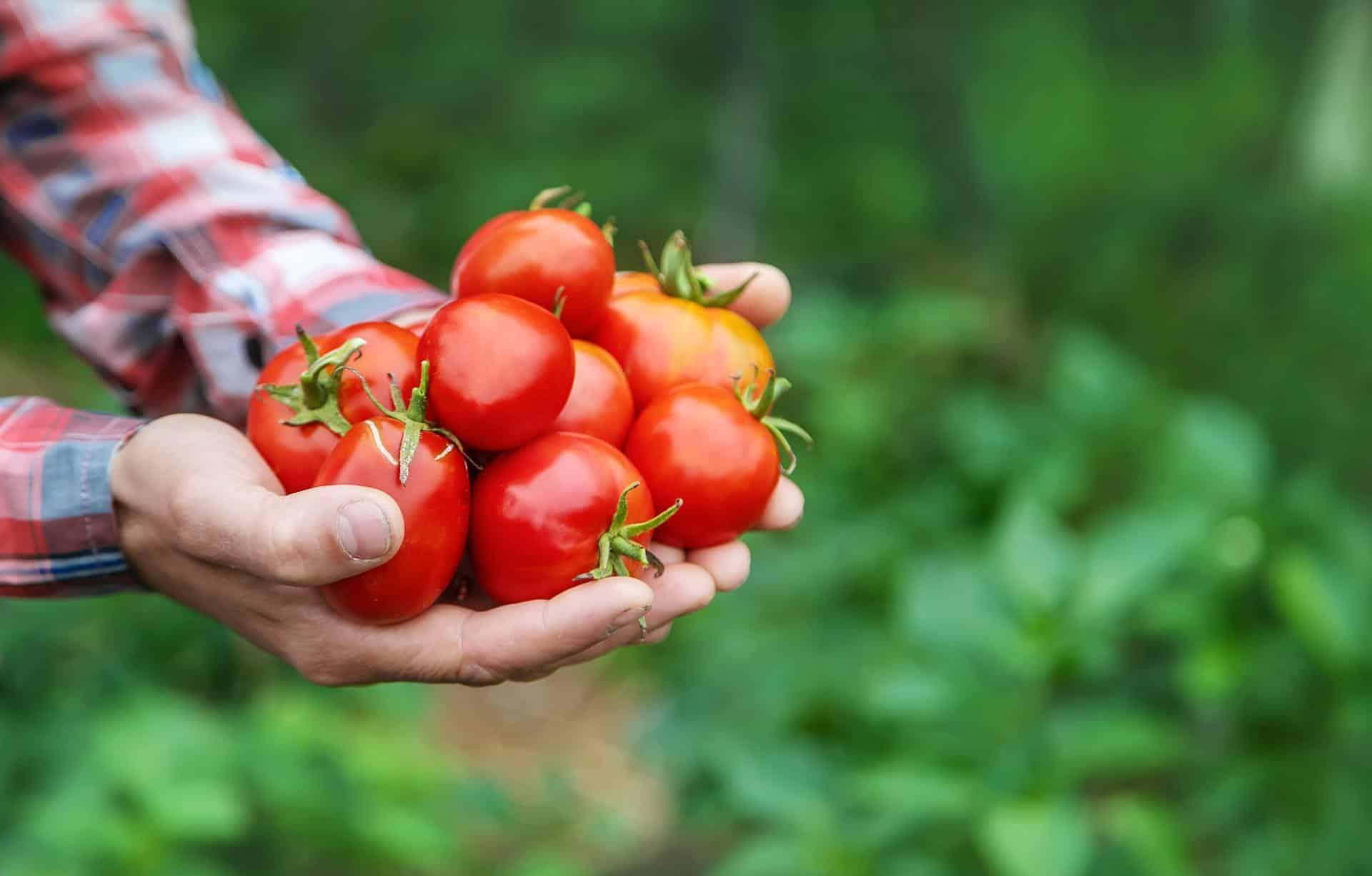 Beneficios del tomate: Beneficios del tomate para la salud científicamente probados - Cover Image